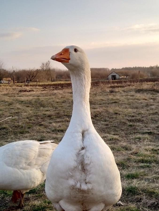 Matejev Konak Susara Dış mekan fotoğraf